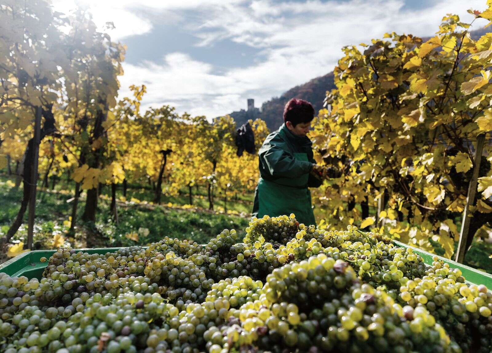 Cathal McBride Austria is ready to claim a place on Europe’s wine map