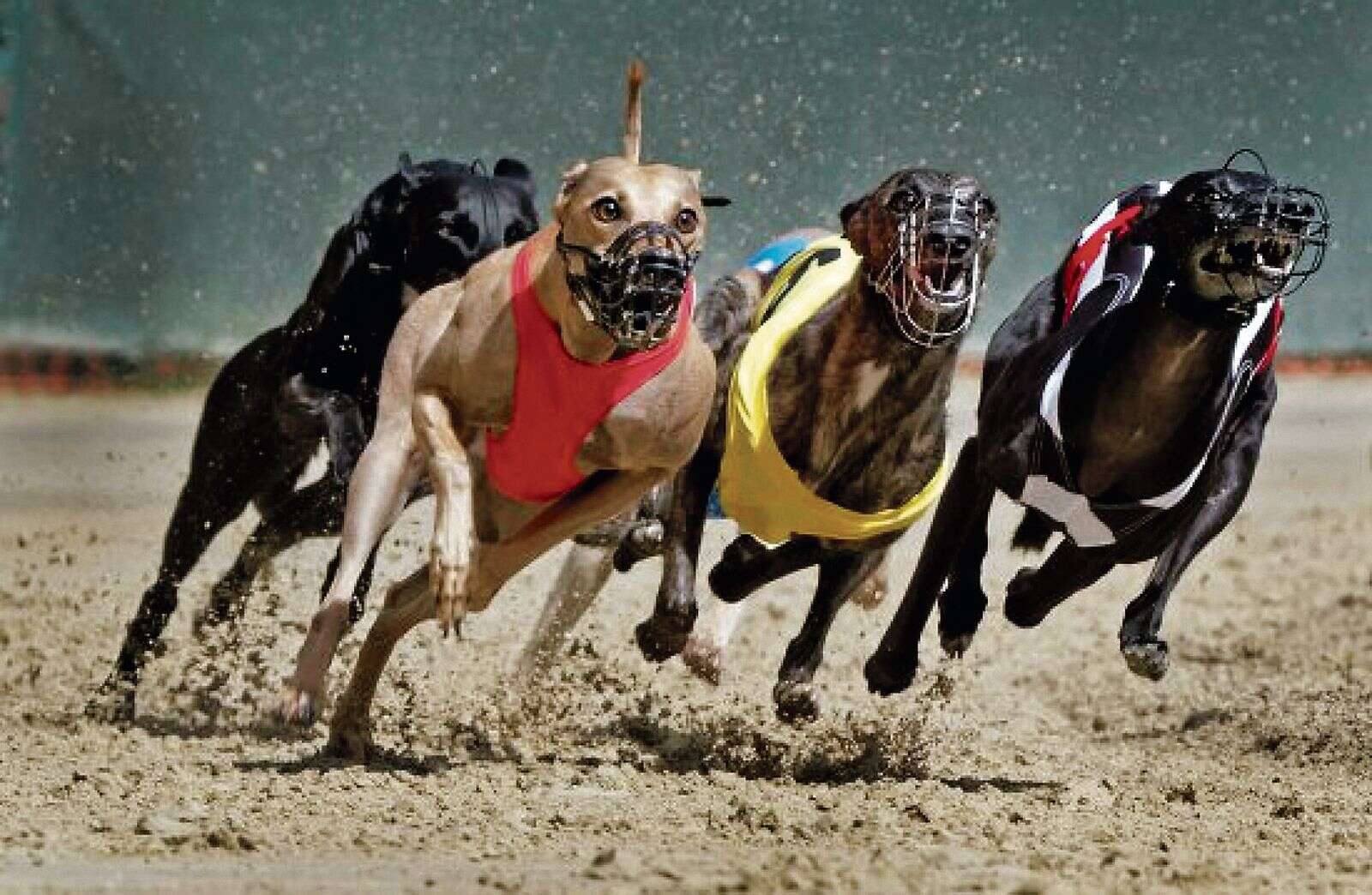 Government sought advice on greyhound funding cut Business Post