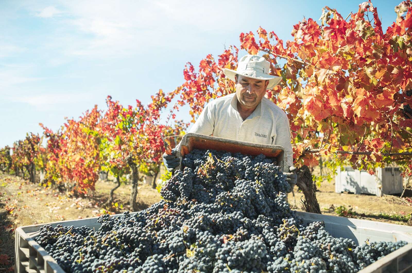 Mick O'Connell's Four Corkers: Chilean wines are rarely exciting, but these bottles buck that trend - Vimarsana News