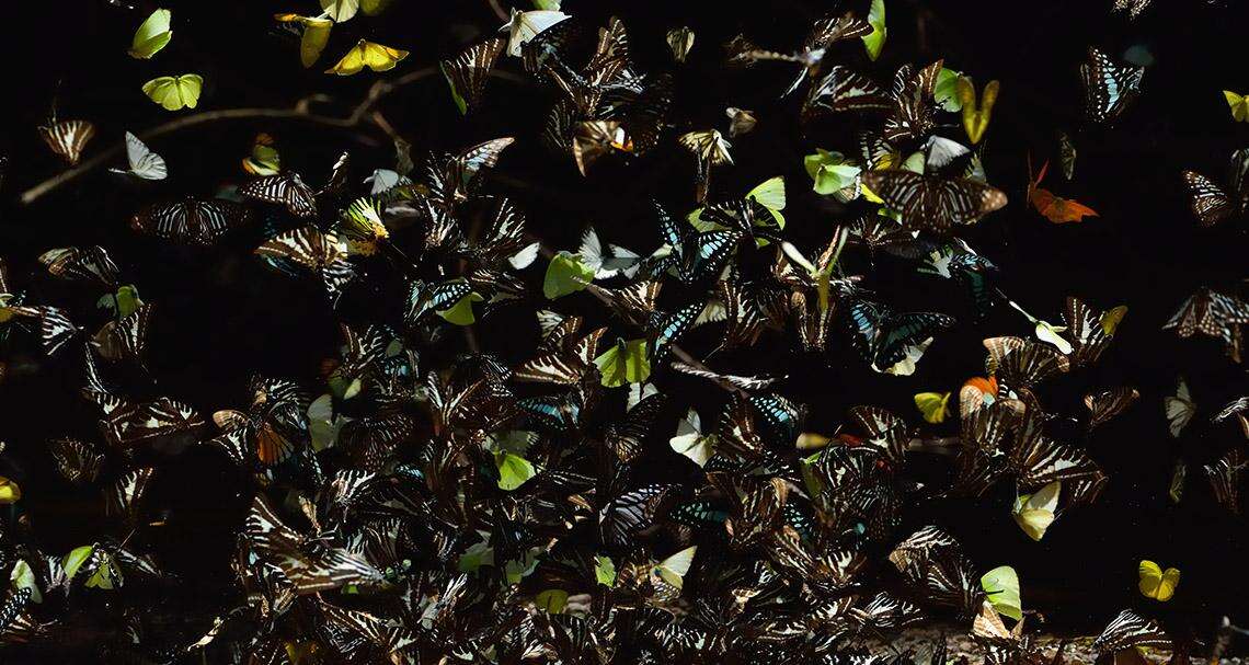Insect apocalypse is a wake-up call for all | Business Post
